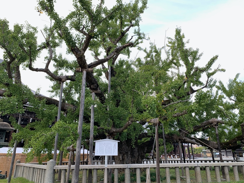 本願寺イチョウ